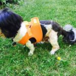 Rocky Blind Shih Tzu Halo