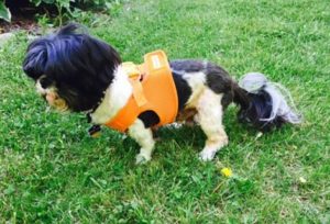 Rocky Blind Shih Tzu Halo