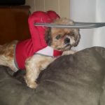 Stella Blind Shih Tzu Halo