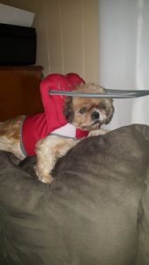 Stella Blind Shih Tzu Halo