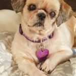 Stella Blind Shih Tzu Halo