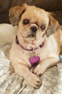 Stella Blind Shih Tzu Halo