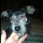 Zoey Blind Terrier Halo