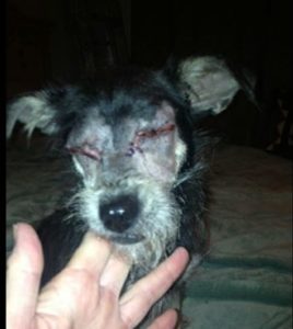 Zoey Blind Terrier Halo