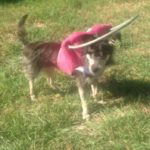 Zoey Blind Terrier Halo