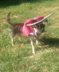 Zoey Blind Terrier Halo