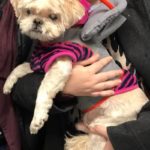 Swiper Blind Shih Tzu Halo