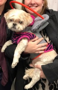 Swiper Blind Shih Tzu Halo