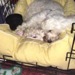 Daisy Blind Bichon Frise Halo