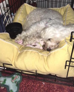Daisy Blind Bichon Frise Halo