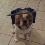 Charlie Booth Blind Shih Tzu