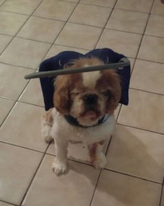 Charlie Booth Blind Shih Tzu