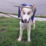 Khorben Blind Husky Halo