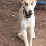Khorben Blind Husky Halo