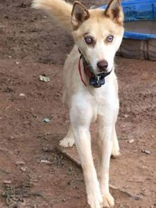 Khorben Blind Husky Halo