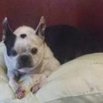 Mercy Blind Boston Terrier Halo