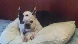 Mercy Blind Boston Terrier Halo