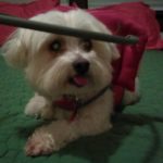 Miss Scarlett Blind Shih Tzu Halo