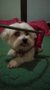 Miss Scarlett Blind Shih Tzu Halo