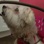 Miss Scarlett Blind Shih Tzu Halo