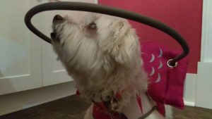 Miss Scarlett Blind Shih Tzu Halo