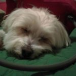 Miss Scarlett Blind Shih Tzu Halo