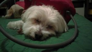 Miss Scarlett Blind Shih Tzu Halo