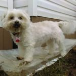 Miss Scarlett Blind Shih Tzu Halo