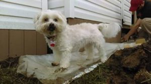 Miss Scarlett Blind Shih Tzu Halo