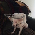Piper Blind Halo