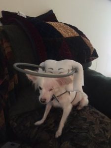 Piper Blind Halo