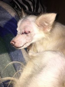 Piper Blind Halo