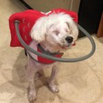 Daisy Blind Bichon Frise Halo