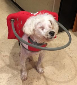 Daisy Blind Bichon Frise Halo
