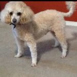 Andy Blind Poodle Halo