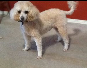 Andy Blind Poodle Halo