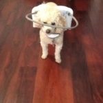Andy Blind Poodle Halo