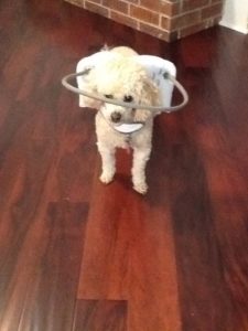 Andy Blind Poodle Halo