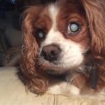 Bailey Blind King Cavalier