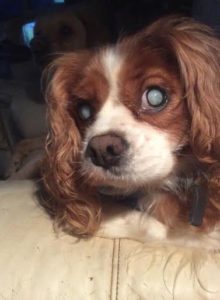 Bailey Blind King Cavalier