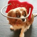 Bailey Blind King Cavalier