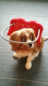 Bailey Blind King Cavalier