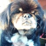Bao Li Blind Pekingese Halo