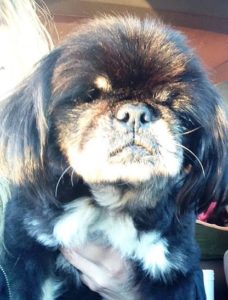 Bao Li Blind Pekingese Halo