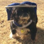 Bao Li Blind Pekingese Halo