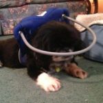 Bao Li Blind Pekingese Halo
