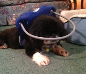 Bao Li Blind Pekingese Halo