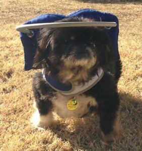 Bao Li Blind Pekingese Halo