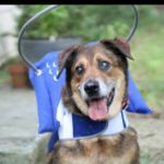 Gerry Blind Hound Mix Halo