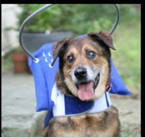 Gerry Blind Hound Mix Halo